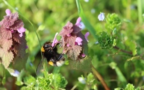 Шмель сидит на розовом цветке крапивы