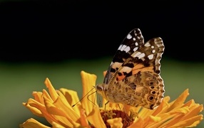 Бабочка крупным планом на цветке циннии