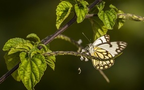 Бабочка сидит на ветке с зелеными листьями