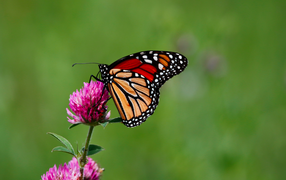 Бабочка сидит на цветке клевера