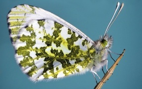 Бабочка сидит на стебле на голубом фоне