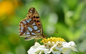 Butterfly sits on a white zinnia flower