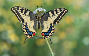 Бабочка махаон на траве