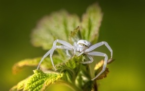 Крабовый паук золотарник на зеленом листке