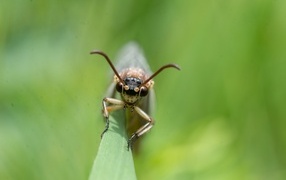 Лицо стрекозы крупным планом