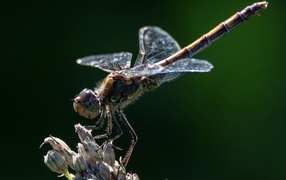 Dragonfly on a dry plant close-up