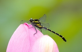 Dragonfly on pink lotus flower