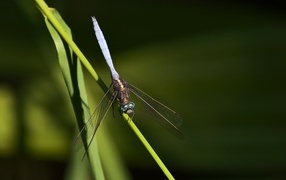 Стрекоза сидит на зеленом листке