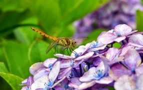 Dragonfly sits on a hydrangea flower