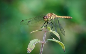 Dragonfly sits on a plant with green leaves