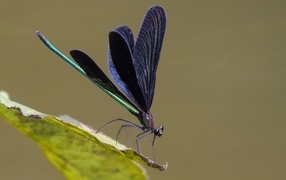 Стрекоза с черными крыльями на зеленом листке