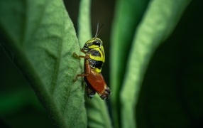 Grasshopper sitting on a green leaf