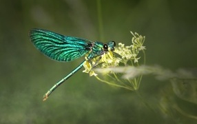 Зеленая стрекоза сидит на цветке