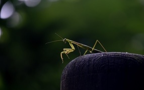 Green mantis stands on a stone