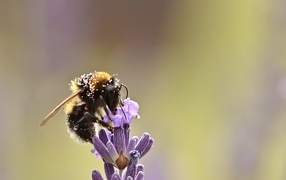 Пчела медонос сидит на цветке