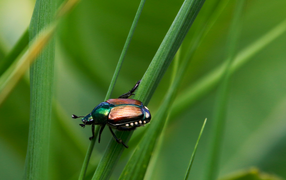 Japanese hrushchik beetle sits on green grass
