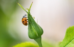 Божья коровка сидит на бутоне розы