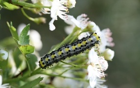 Large caterpillar on a branch with white cherry flowers