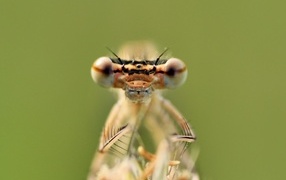 Большие глаза стрекозы крупным планом