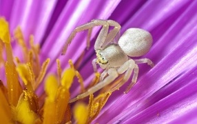 Large gray spider in the middle of a tulip flower