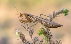 Большой богомол сидит на растении