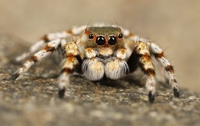 Большой паук с черными глазами