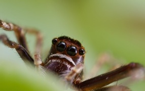 Большой паук с черными глазами на зеленом фоне