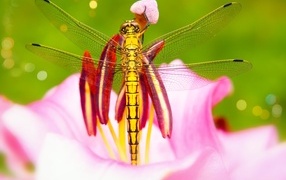 Large yellow dragonfly on a pink lily flower