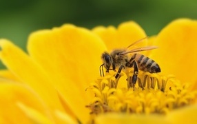 Маленькая пчела на желтом цветке циннии 