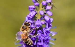 Маленькая пчела сидит на фиолетовом цветке