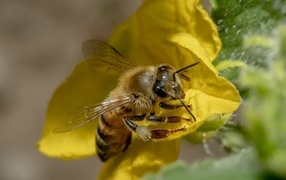Маленькая пчела сидит на желтом цветке