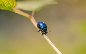 Little blue beetle sitting on a branch
