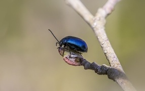 Маленький синий жук сидит на ветке дерева