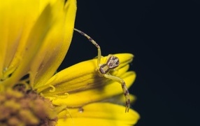 Маленький крабовый паук на желтом цветке 