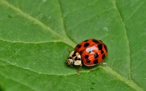 Маленькая красная божья коровка на зеленом листе