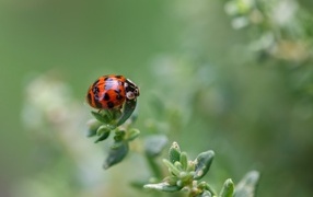 Little red ladybug on a plant