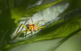 Little spider hiding in green leaves