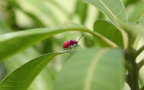 Red beetle sits in green leaves