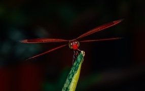 Красная стрекоза сидит на траве