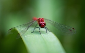 Красная стрекоза с прозрачными крыльями на зеленом листке