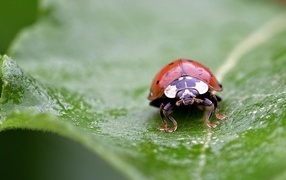 Красная божья коровка на зеленом листе