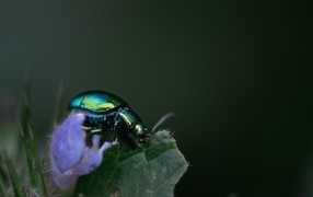 Блестящий зеленый жук сидит на листе