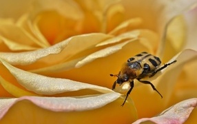 Маленький жук на цветке розы