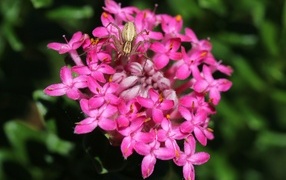 Маленький крабовый паук на розовом цветке