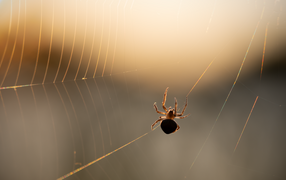 Паук на паутине в лучах солнца
