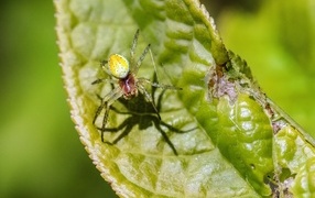Паук плетет паутину на зеленом листке