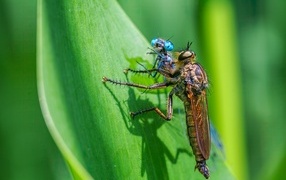 Two dragonflies on a green leaf