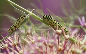 Две зеленые гусеницы на цветке