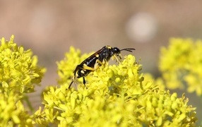 Оса сидит на желтом цветке