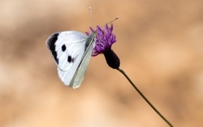 Белая бабочка сидит на цветке на коричневом фоне